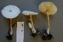 Leucocoprinus cepistipes image